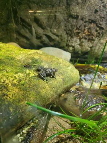 Man sieht einen Frosch, der auf einem kleinen Felsen in einem Terrarium sitzt